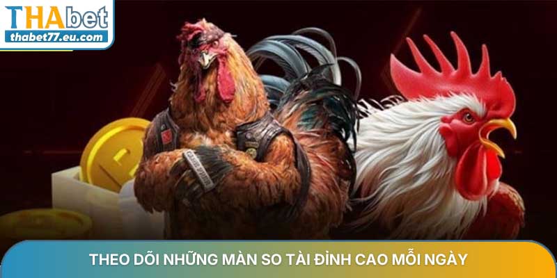 Đá gà trực tiếp - Xem đấu trường Thomo và Campuchia mới 2026