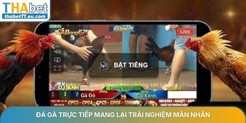 Đá gà trực tiếp - Xem đấu trường Thomo và Campuchia mới 2026
