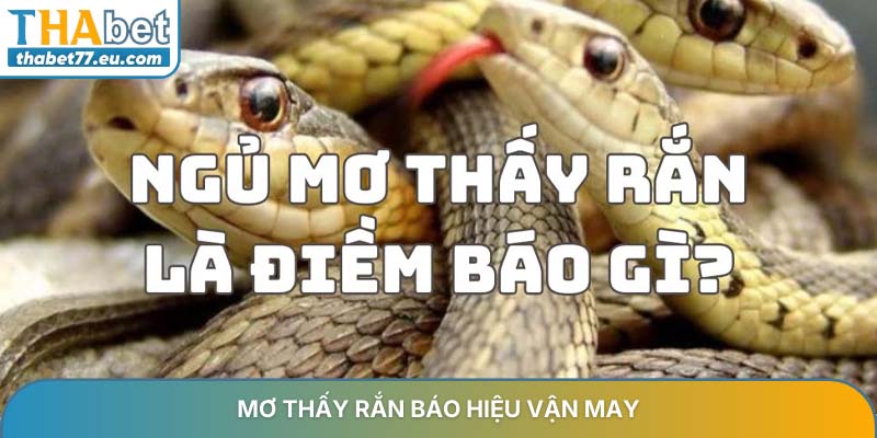 Mơ thấy rắn và những điềm báo tài lộc may mắn nhất 2026